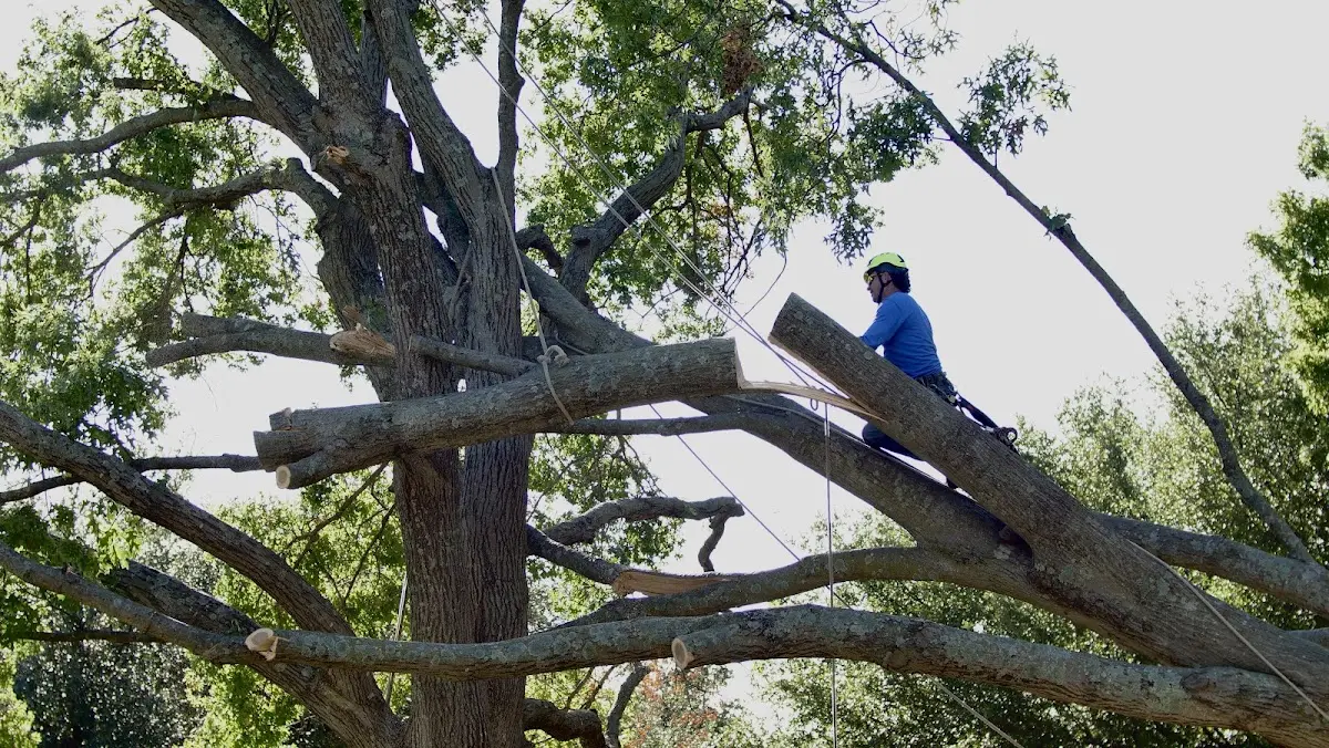 Professional Crown Thinning performed by certified arborists in Turin